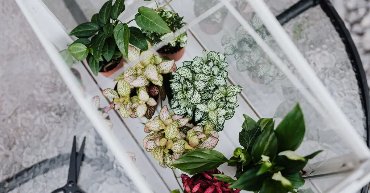 Come realizzare un giardino d'inverno fai da te